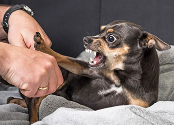 Dog bite settlement california